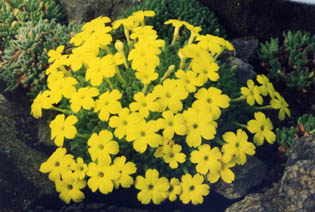 Dionysia aretioides